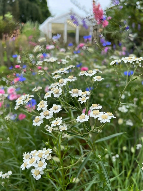 Achillea Ballerina - Dandys Landscape Supplies