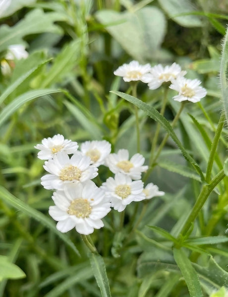 Achillea Ballerina - Dandys Landscape Supplies