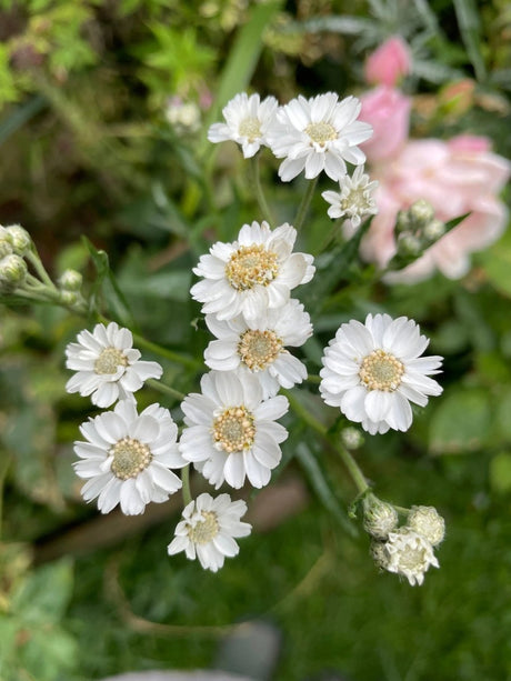 Achillea Ballerina - Dandys Landscape Supplies