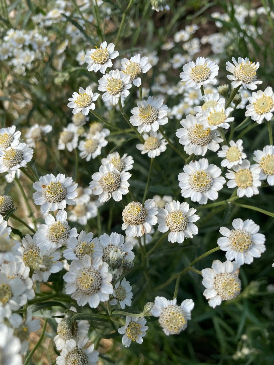 Achillea Ballerina - Dandys Landscape Supplies