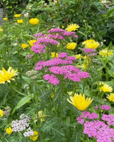 Achillea Cerise Queen - Dandys Landscape Supplies