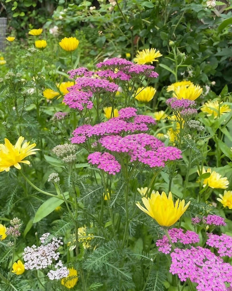 Achillea Cerise Queen - Dandys Landscape Supplies