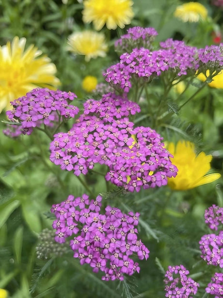 Achillea Cerise Queen - Dandys Landscape Supplies