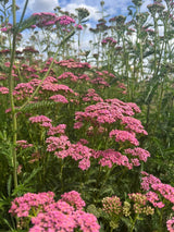 Achillea Cerise Queen - Dandys Landscape Supplies