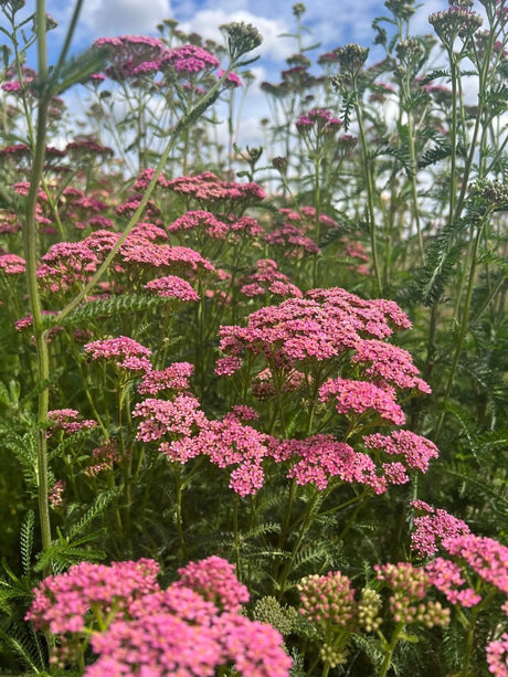 Achillea Cerise Queen - Dandys Landscape Supplies