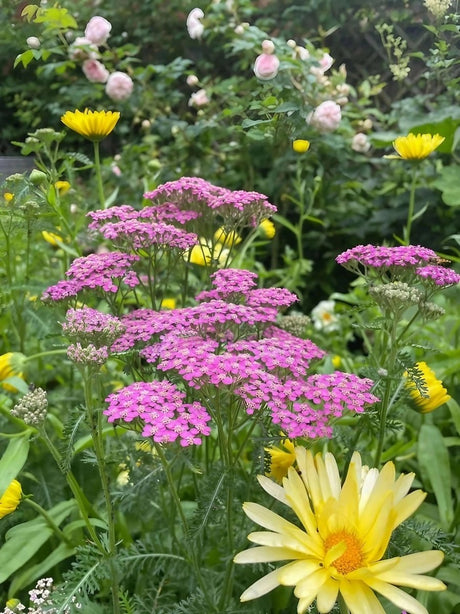 Achillea Cerise Queen - Dandys Landscape Supplies