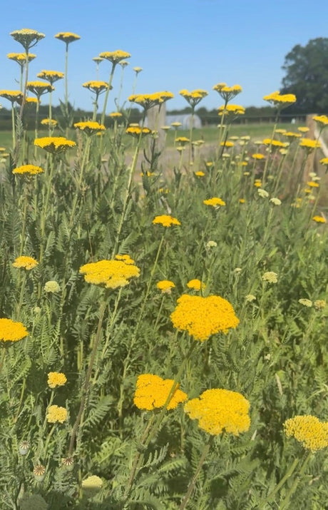 Achillea Cloth of Gold - Dandys Landscape Supplies