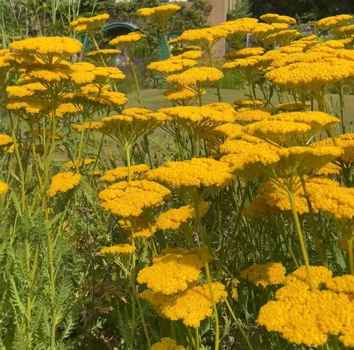 Achillea Cloth of Gold