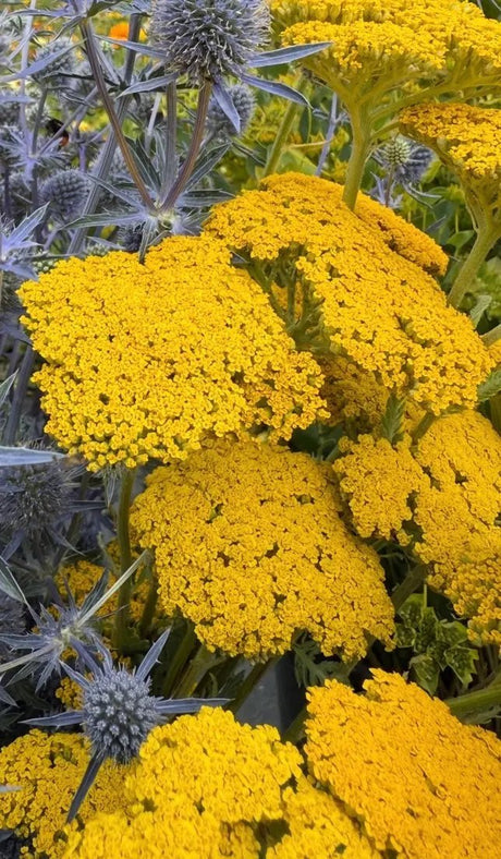 Achillea Cloth of Gold - Dandys Landscape Supplies