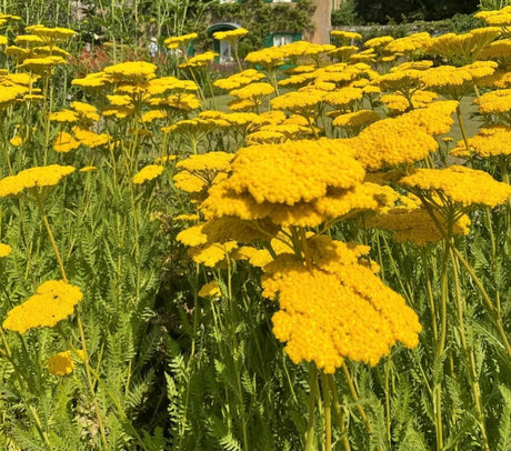 Achillea Cloth of Gold - Dandys Landscape Supplies