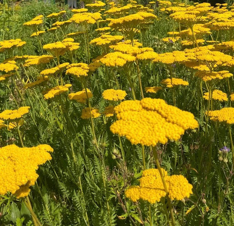 Achillea Cloth of Gold - Dandys Landscape Supplies