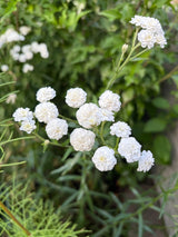 Achillea Marshmallow - Dandys Landscape Supplies