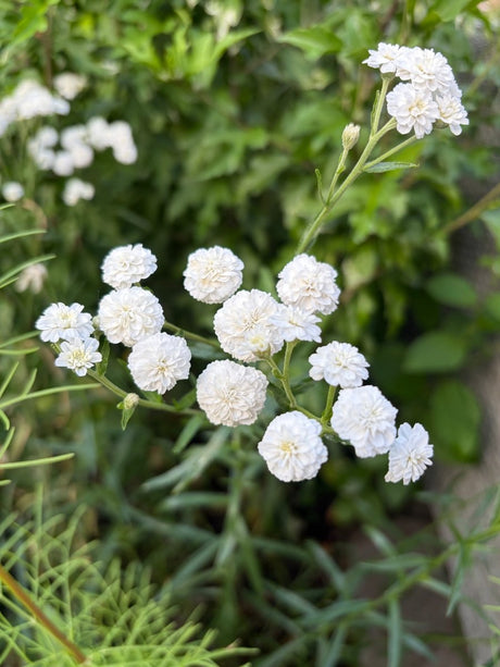 Achillea Marshmallow - Dandys Landscape Supplies
