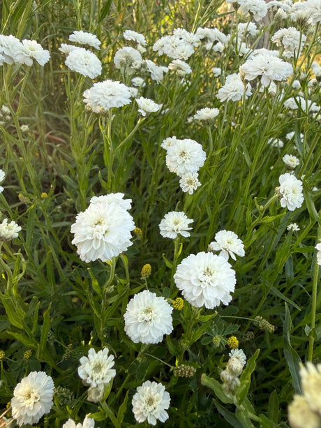 Achillea Marshmallow - Dandys Landscape Supplies