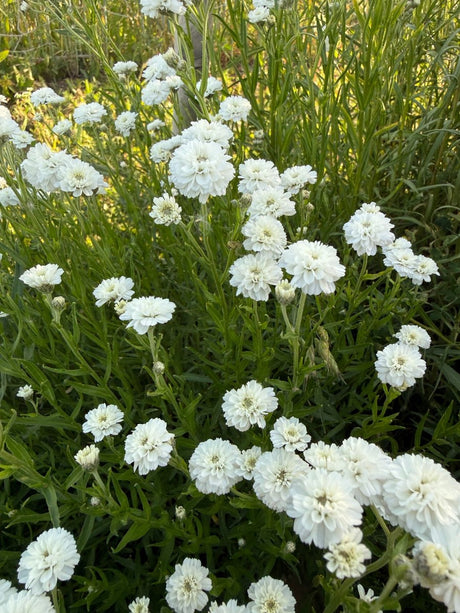 Achillea Marshmallow - Dandys Landscape Supplies