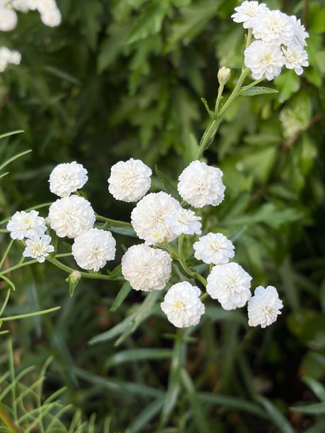 Achillea Marshmallow - Dandys Landscape Supplies