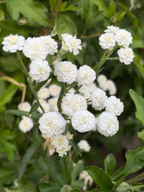 Achillea Marshmallow - Dandys Landscape Supplies