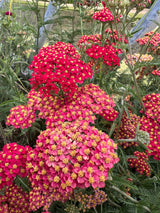 Achillea Rubra Red