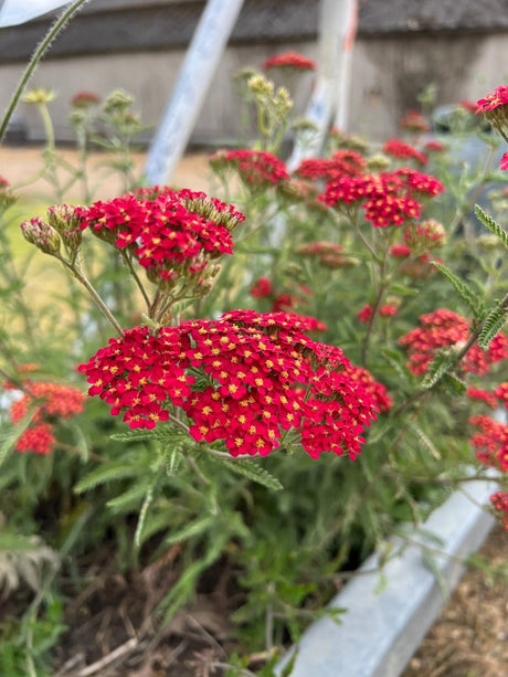Achillea millefolium Rubra Red Seeds - Dandys Landscape Supplies