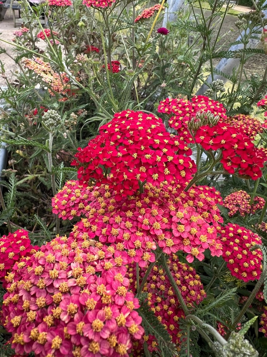 Achillea millefolium Rubra Red Seeds - Dandys Landscape Supplies