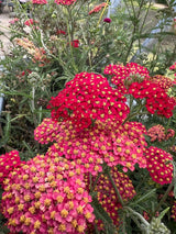 Achillea millefolium Rubra Red Seeds - Dandys Landscape Supplies
