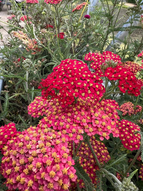Achillea millefolium Rubra Red Seeds - Dandys Landscape Supplies