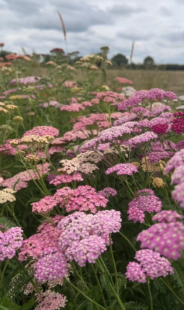 Achillea Pastel Mixed - Dandys Landscape Supplies