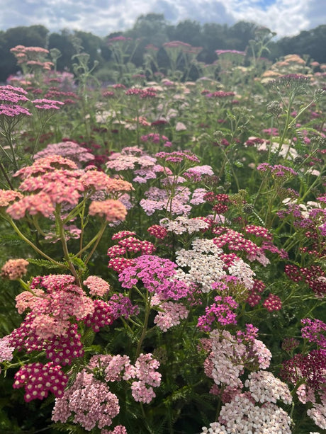 Achillea Pastel Mixed - Dandys Landscape Supplies