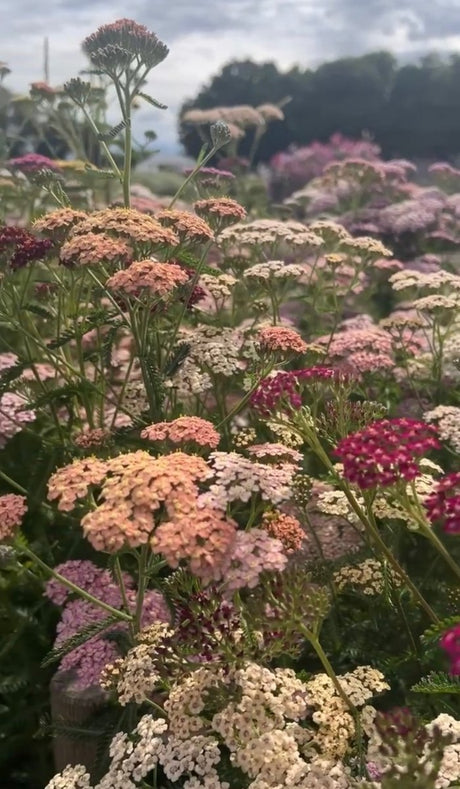 Achillea Pastel Mixed - Dandys Landscape Supplies