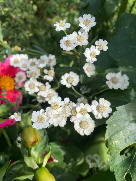 Achillea ptarmica Ballerina Seeds - Dandys Landscape Supplies