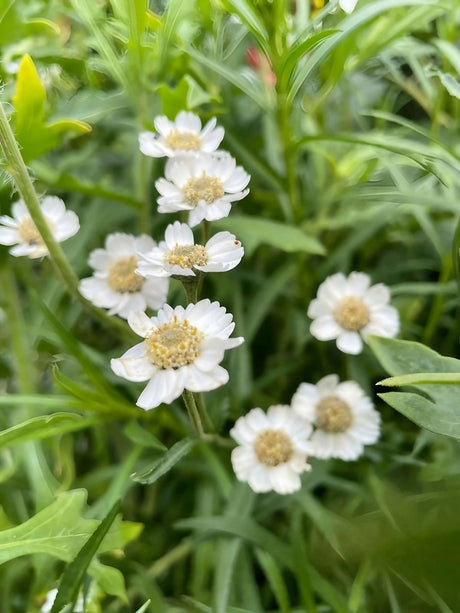 Achillea ptarmica Ballerina Seeds - Dandys Landscape Supplies