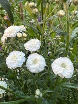 Achillea ptarmica Marshmallow Seeds - Dandys Landscape Supplies