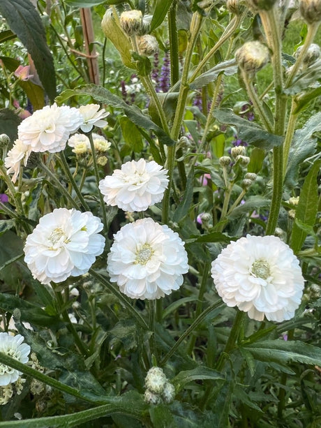 Achillea ptarmica Marshmallow Seeds - Dandys Landscape Supplies