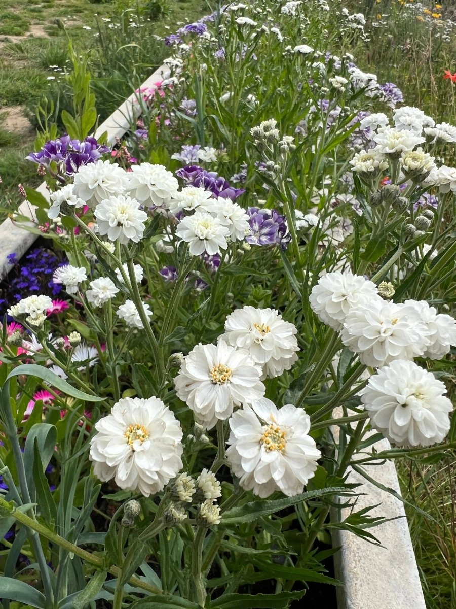 Achillea ptarmica Marshmallow Seeds - Dandys Landscape Supplies