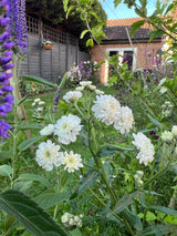 Achillea ptarmica Marshmallow Seeds - Dandys Landscape Supplies