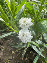 Achillea ptarmica Marshmallow Seeds - Dandys Landscape Supplies