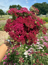 Achillea Rubra Red - Dandys Landscape Supplies