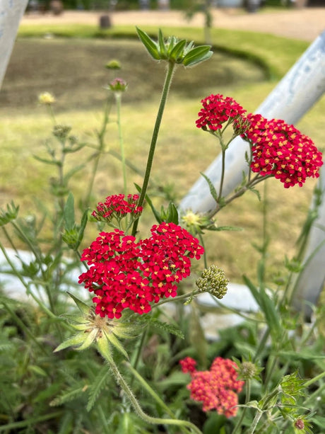 Achillea Rubra Red - Dandys Landscape Supplies