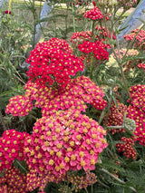 Achillea Rubra Red - Dandys Landscape Supplies