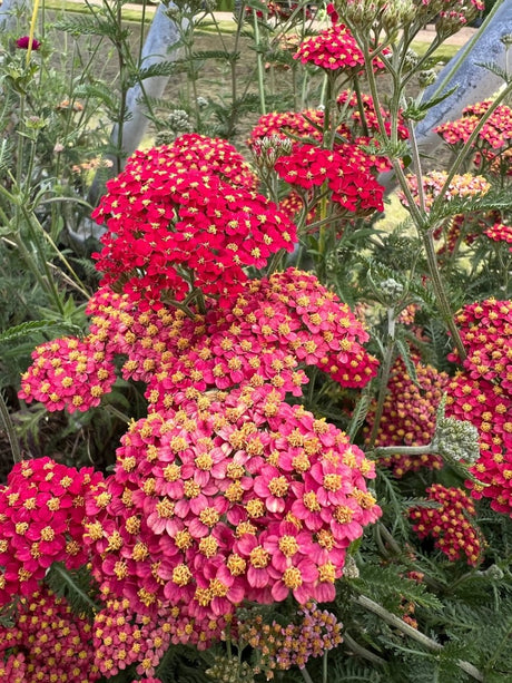 Achillea Rubra Red - Dandys Landscape Supplies