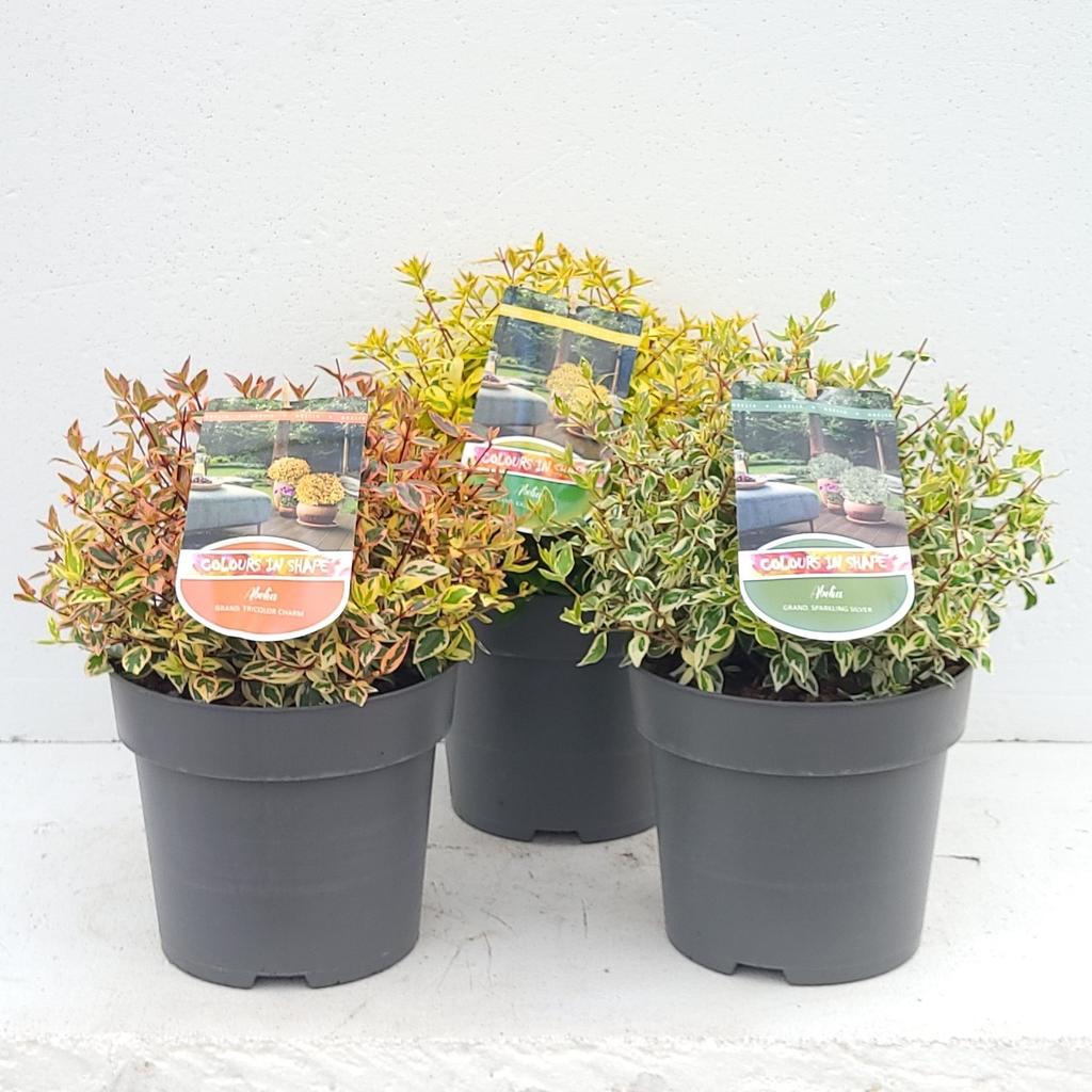 Add - on Abelia in varieties 5ltr - Dandys Landscape Supplies