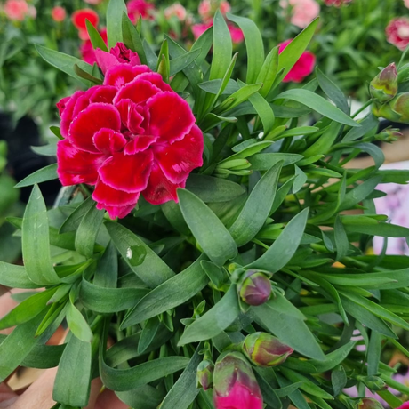 Add - on Dianthus - Dandys Landscape Supplies