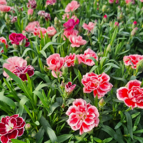 Add - on Dianthus - Dandys Landscape Supplies