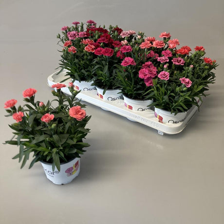 Add - on Dianthus - Dandys Landscape Supplies