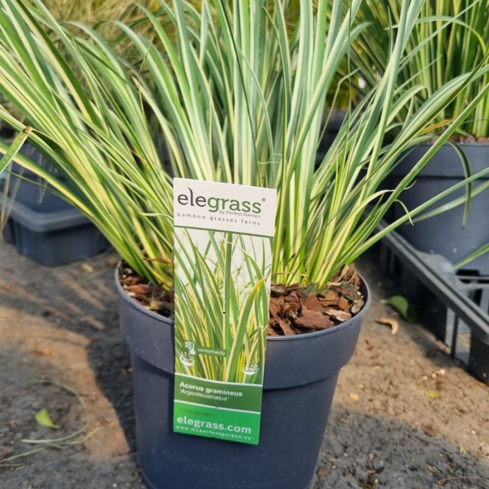 Add - on Hardy and Evergreen Grasses - Dandys Landscape Supplies