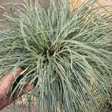 Add - on Hardy and Evergreen Grasses - Dandys Landscape Supplies