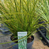 Add - on Hardy and Evergreen Grasses - Dandys Landscape Supplies