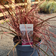 Add - on Hardy and Evergreen Grasses - Dandys Landscape Supplies