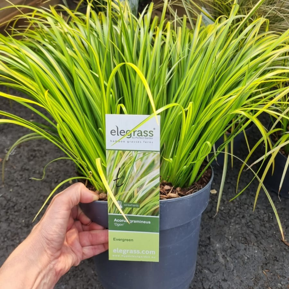 Add - on Hardy and Evergreen Grasses - Dandys Landscape Supplies
