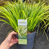 Add - on Hardy and Evergreen Grasses - Dandys Landscape Supplies